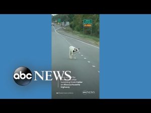 Read more about the article Cow saved by motorists after tumbling from trailer on highway