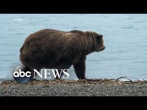 Read more about the article Voters cast ballots for bulkiest bear as Alaska’s “Fat Bear Week” comes to a close