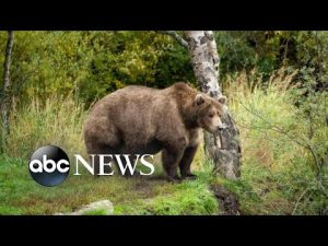 Read more about the article Voters cast ballots for bulkiest bear as Alaska’s ‘Fat Bear Week’ wraps | ABCNL