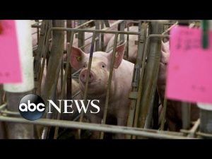 Read more about the article Battle over pork reaches Supreme Court l ABCNL