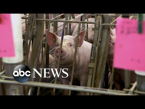 You are currently viewing Battle over pork reaches Supreme Court l ABCNL