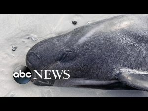 Read more about the article Beached whales, landslides and art repatriation: World in Photos, Oct. 12