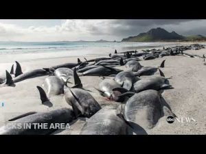 Read more about the article Hundreds of whales beached on New Zealand islands