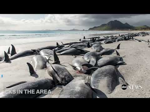 You are currently viewing Hundreds of whales beached on New Zealand islands