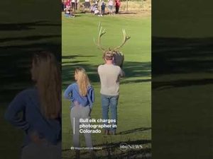 Read more about the article Bull elk charges photographer in Colorado