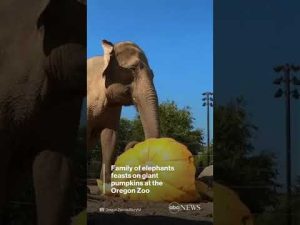 Read more about the article Family of elephants feasts on giant pumpkins at the Oregon Zoo