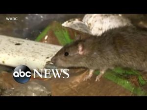 Read more about the article War on rats