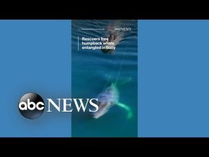 Read more about the article Rescuers free humpback whale entangled in buoy