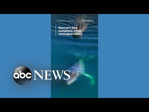 You are currently viewing Rescuers free humpback whale entangled in buoy