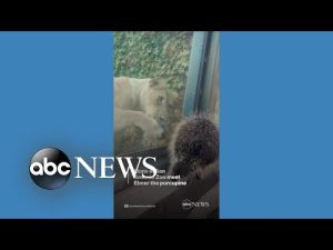 Read more about the article Lions meet porcupine at San Antonio Zoo