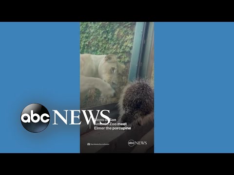 You are currently viewing Lions meet porcupine at San Antonio Zoo