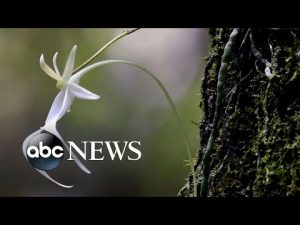 Read more about the article ‘Ghost’ orchid now a candidate for federal protections