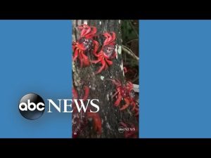 Read more about the article Red crabs swarm streets of Christmas Island