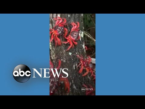 You are currently viewing Red crabs swarm streets of Christmas Island