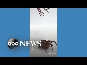 Read more about the article Scientists turn dead spiders into mechanical grabbers l ABC News