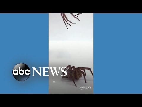 You are currently viewing Scientists turn dead spiders into mechanical grabbers l ABC News
