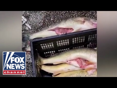 You are currently viewing Cheating scandal rocks pro-fishing world