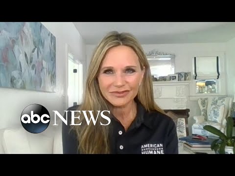 You are currently viewing American Humane rescuing animals following Hurricane Ian | ABCNL