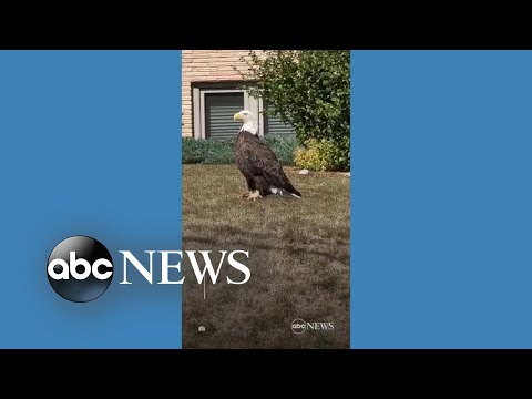 You are currently viewing Driver spots bald eagle in Minnesota neighborhood