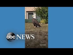 Read more about the article Driver spots bald eagle in Minnesota neighborhood