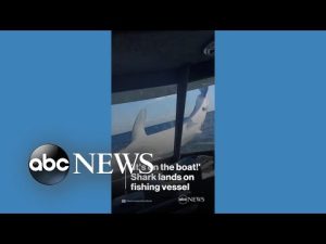 Read more about the article Shark lands on boat, stuns passengers