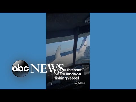 You are currently viewing Shark lands on boat, stuns passengers