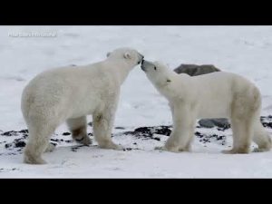 Read more about the article Polar bear population shrinks as climate concerns grow