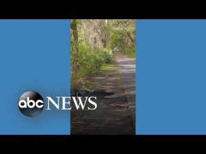 Read more about the article Alligator takes its time crossing the road