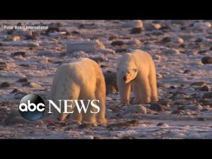 Read more about the article Polar bears’ changing habitat shows impacts of climate change
