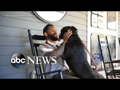 You are currently viewing Service dogs help veterans suffering from physical injuries, PTSD