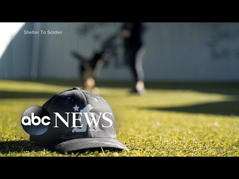 You are currently viewing Service dogs help struggling veterans heal
