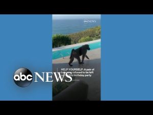 Read more about the article Baboons crash birthday trip l ABC News