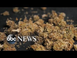 Read more about the article Marijuana smokers could be at more risk for emphysema than cigarette smokers: Study