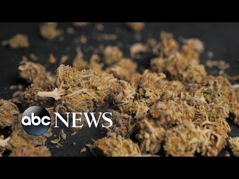 You are currently viewing Marijuana smokers could be at more risk for emphysema than cigarette smokers: Study