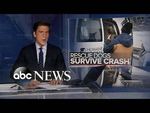 You are currently viewing Plane filled with rescue dogs crashes, none seriously injured