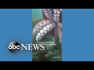 Read more about the article Octopus wraps itself around diver’s camera