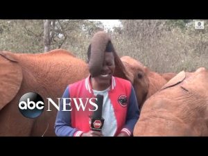 Read more about the article Baby elephant interrupts reporter’s piece to camera