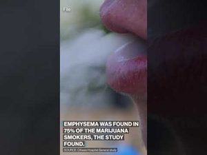 Read more about the article Smoking #marijuana may be more harmful to lungs than smoking #cigarettes, study finds. #health