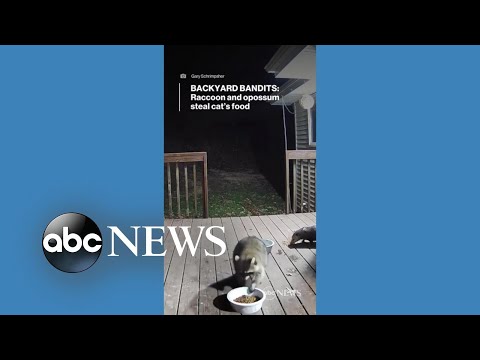 You are currently viewing Raccoon and opossum help themselves to cat food