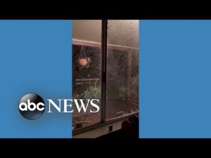 Read more about the article Huge swarm of mosquitoes swamps farmer’s house
