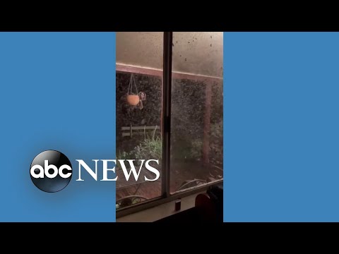 You are currently viewing Huge swarm of mosquitoes swamps farmer’s house