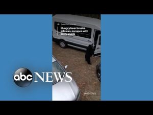 Read more about the article Hungry bear breaks into van and escapes with tasty snack