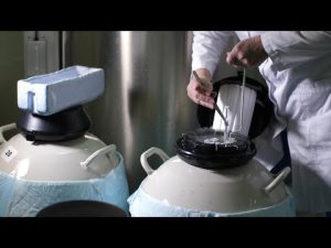 Read more about the article The science behind starting a family with IVF, egg freezing | ABCNL