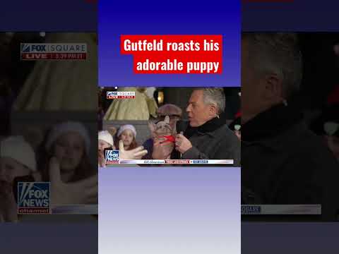 You are currently viewing Gutfeld introduces new pup: He eats like a pig! #shorts