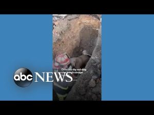 Read more about the article Officials rescue dog from drainage tunnel
