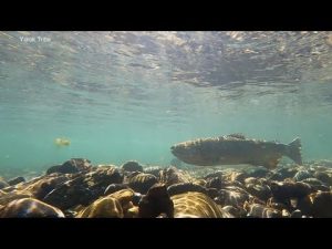 Read more about the article Largest dam removal in US history could save Yurok tribe’s salmon supply l ABCNL