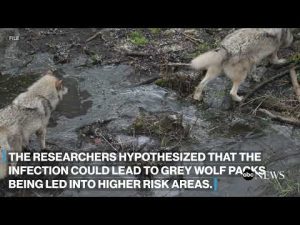 Read more about the article Grey wolves infected with this parasite are more likely to become pack leaders, scientists say