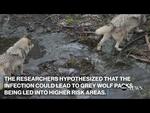 You are currently viewing Grey wolves infected with this parasite are more likely to become pack leaders, scientists say
