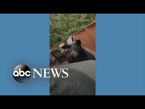 You are currently viewing Bear cubs crash bachelorette weekend