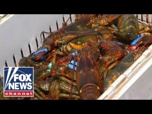 Read more about the article Maine lobsterman to Whole Foods: We were conservationists before it was cool